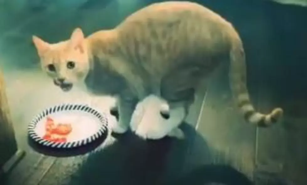 The Amazing Saga Of Jasper, Tara’s Tomato-Devouring Cat [VIDEO]