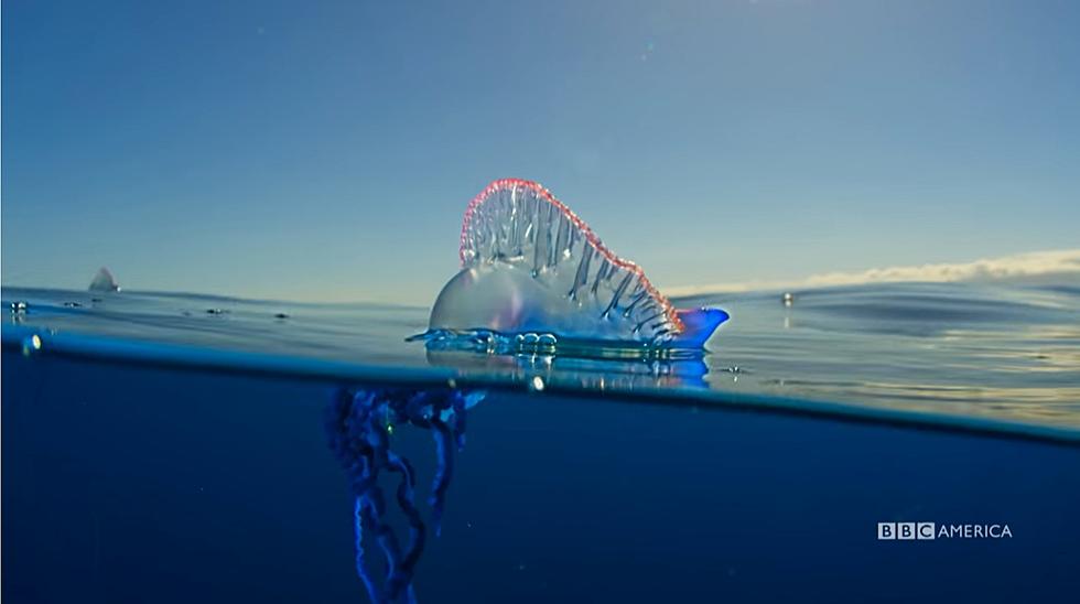 Portuguese man-of-war Spotted in Port Aransas