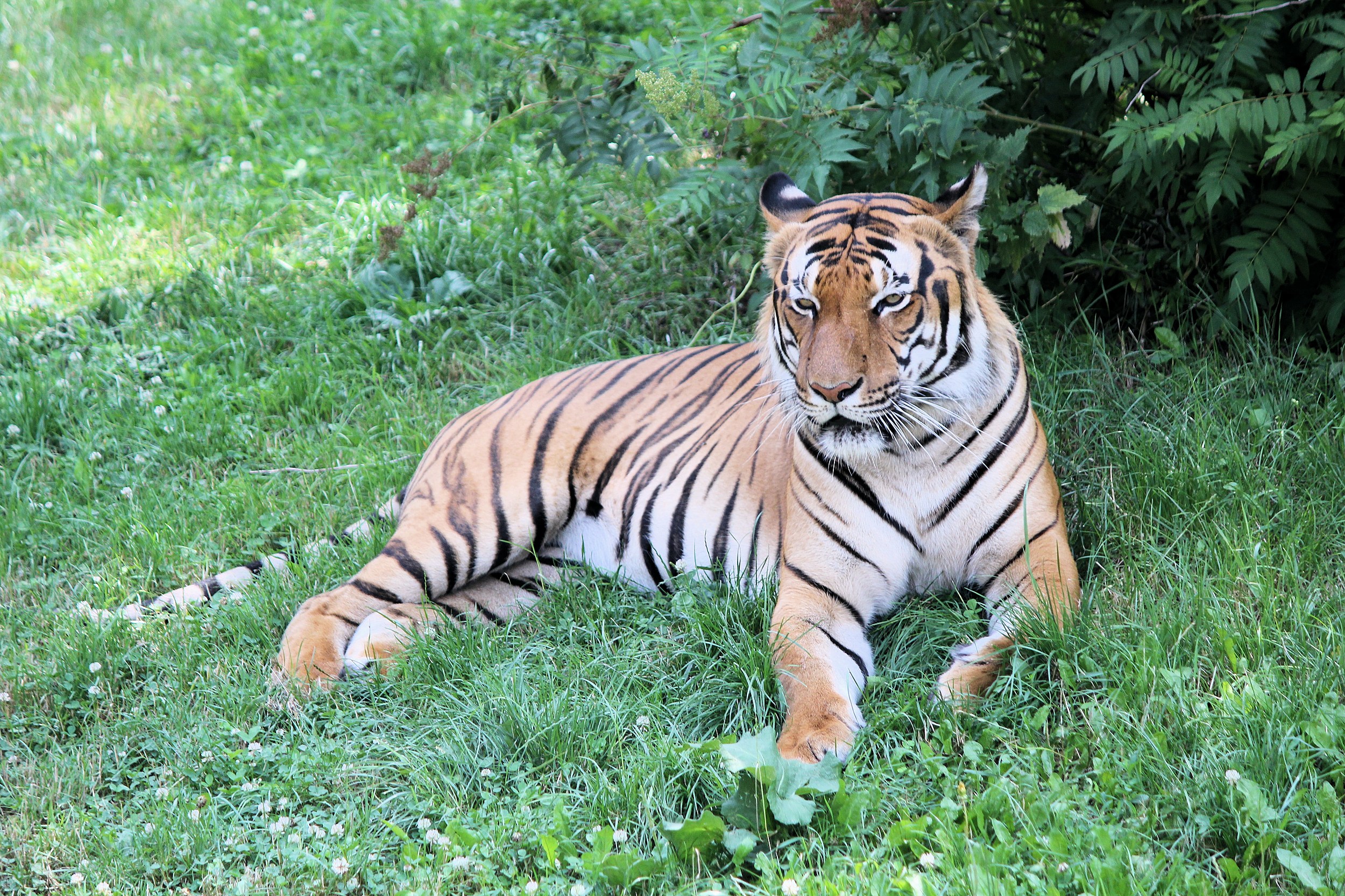 Toledo Zoo welcomes tiger cubs, baby giraffes