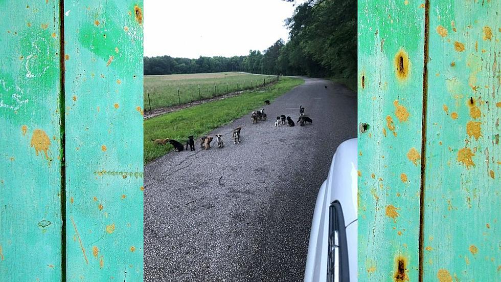 An Irresponsible Dog Owner Dumped Twenty Puppies on Tyler Road