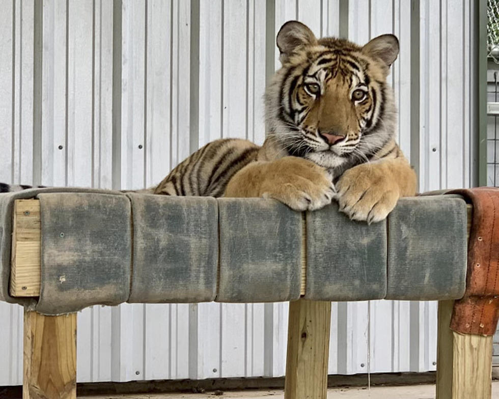 Rescued India the Tiger Adjusting to New Home in East Texas