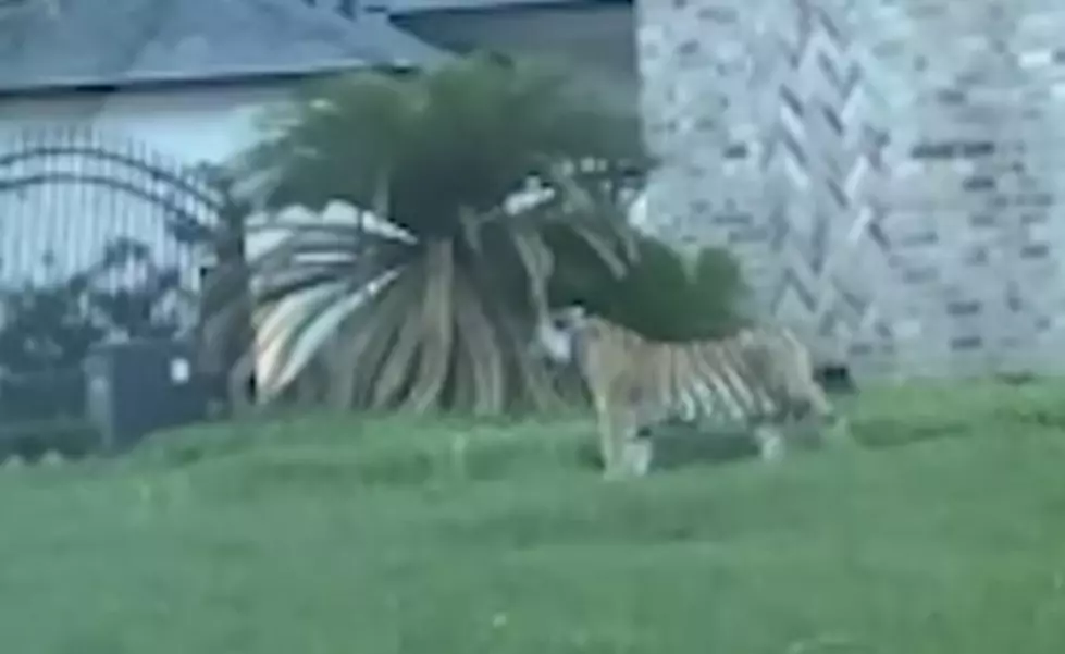 WATCH: Neighbors Shocked by Tiger Seen Roaming Neighborhood with a Collar