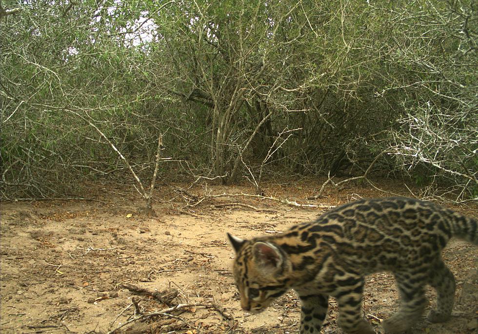 Rare Photos of Young Ocelots in South Texas Gives Hope to Species