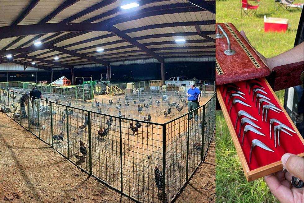 87 Roosters Seized in Rusk County Illegal Cockfighting Ring
