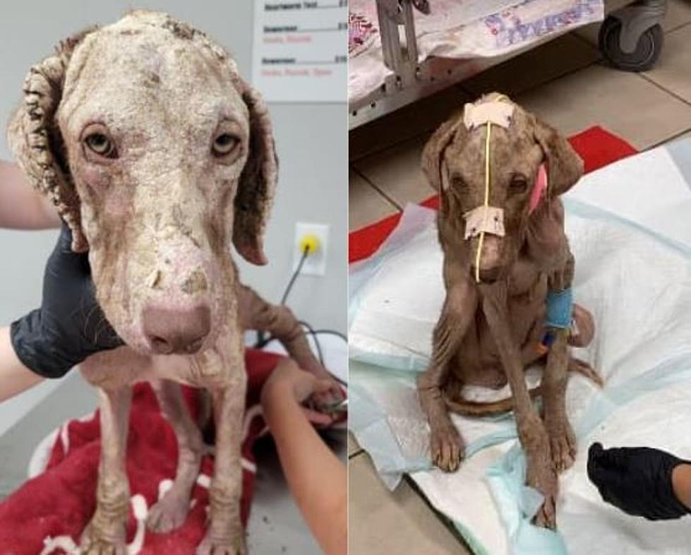 Please Help Lindy? SPCA ETX Needs Help to Save Severely Abused Dog’s Life