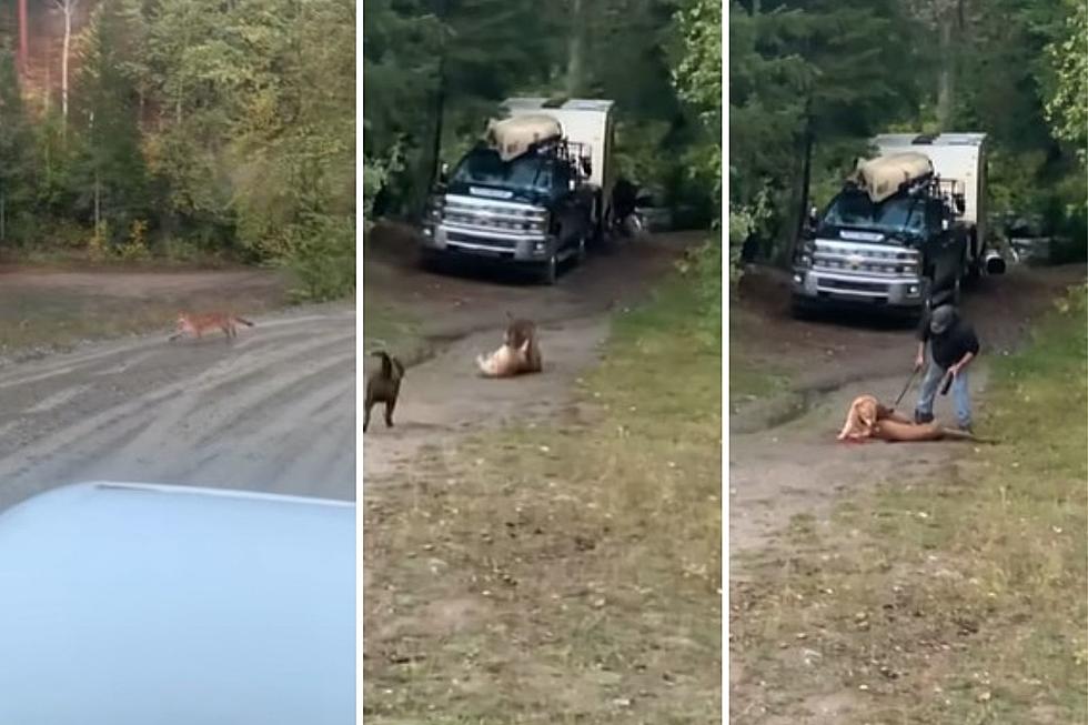 [NSFW] Man Kills Cougar With a Machete to Rescue His Beloved Dog