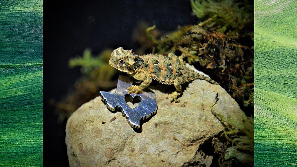 Big Revival in the Horned Lizard Species has Kicked Off in Texas