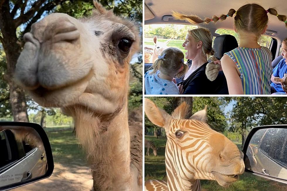 Have You Driven Jacksonville's Drive-Thru Safari? Kids Love It