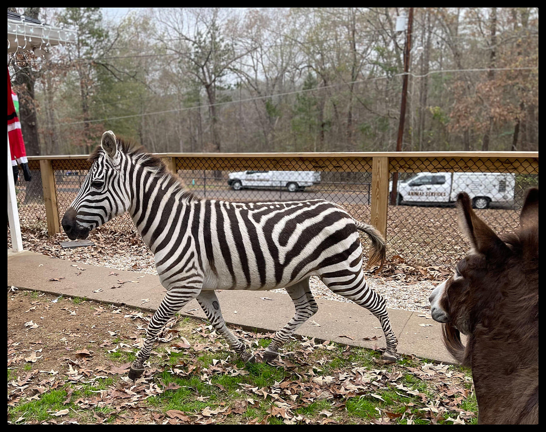 This is Funny. A Zebra and Several Donkeys Got Loose in Longview