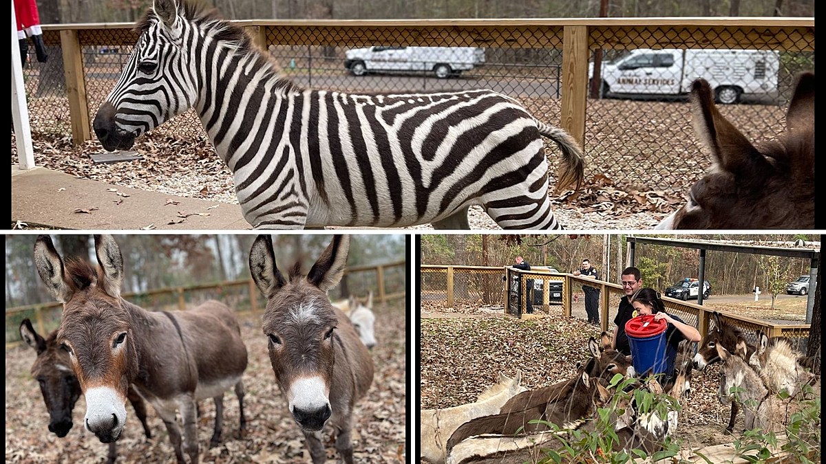 This is Funny. A Zebra and Several Donkeys Got Loose in Longview