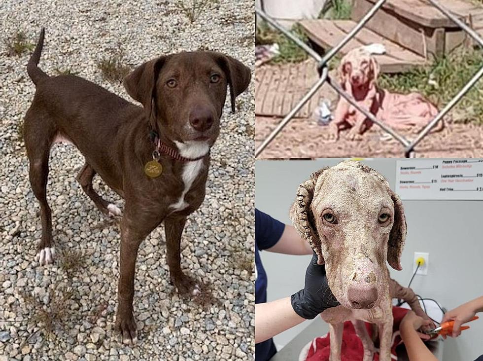 Can You Give This Once Abused Lindale Pup A Happy Ending?