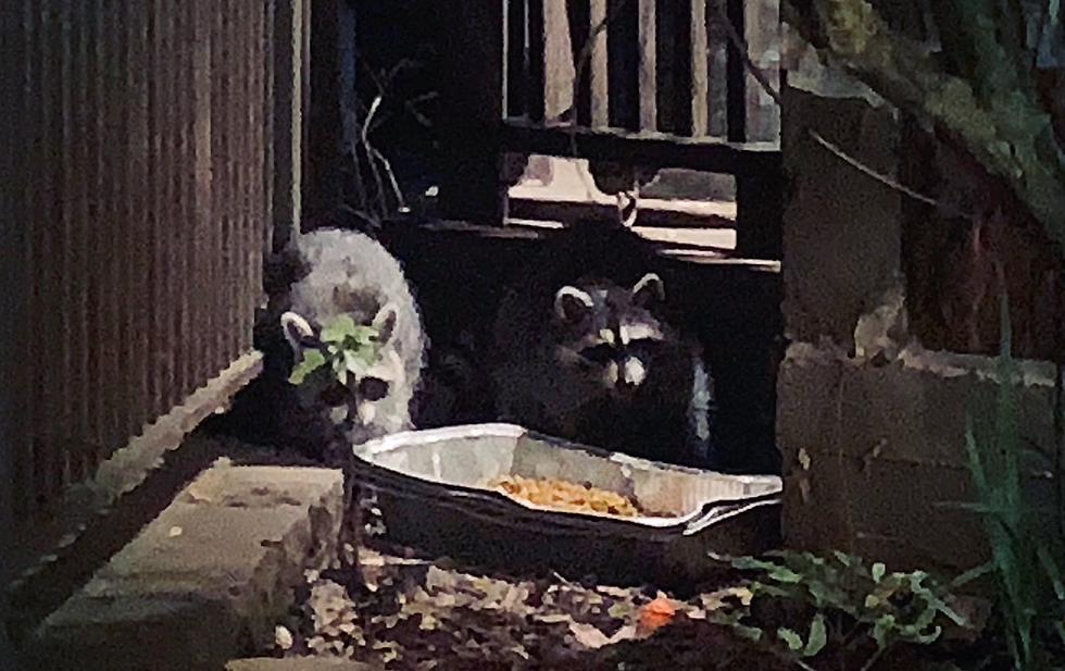 This Tyler, Texas Restaurant Has Befriended an Adorable Raccoon Family