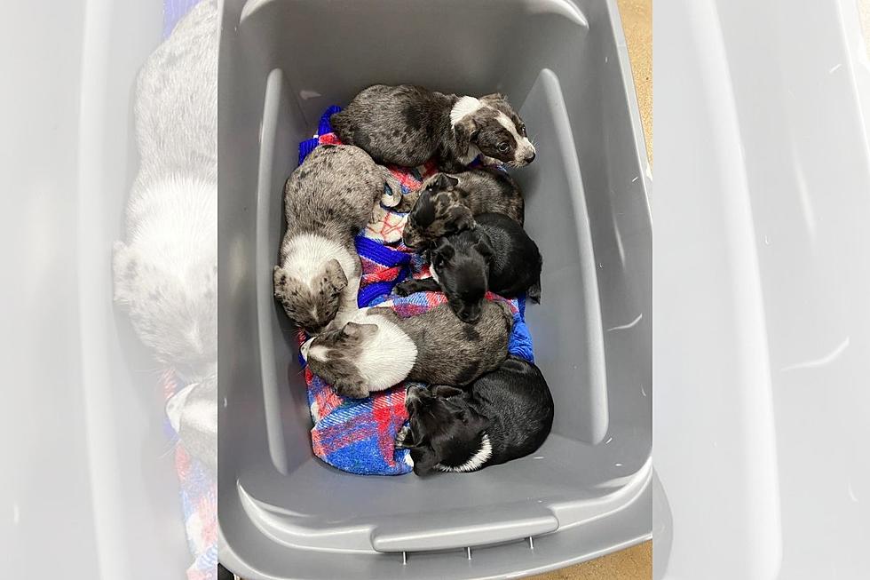 An Irresponsible East Texan has Dumped More Puppies in Tyler, Texas