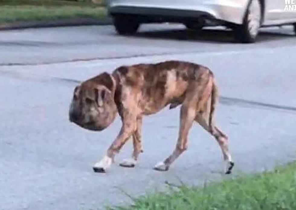 Meet Gus: One Texas Dog’s Story Turns From Heartbreak to Hope [PHOTOS]