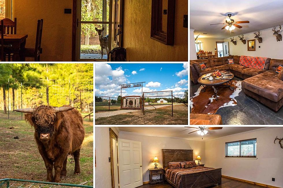 Deer May Greet You at the Back Door at this Gilmer, Texas Airbnb