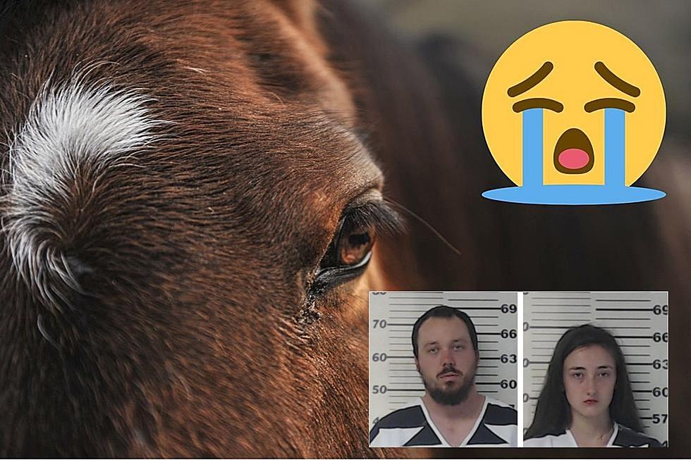 Pair in Henderson County, Texas Charged With 34 Counts of Animal Abuse