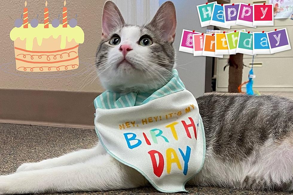 Celebrate as City Kitty in Hallsville, Texas Had 1st Birthday