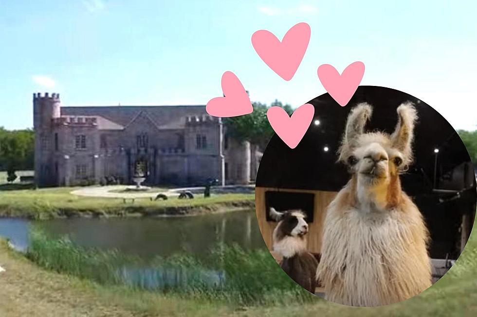 Love! A Castle Ruled by Llamas Awaits You–Only 90 Minutes from Tyler, TX