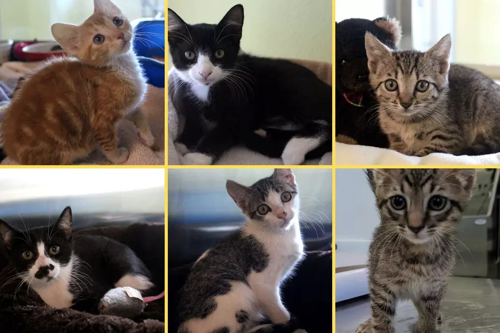 These Adorable Cats Are Available for Adoption Now in Longview, Texas