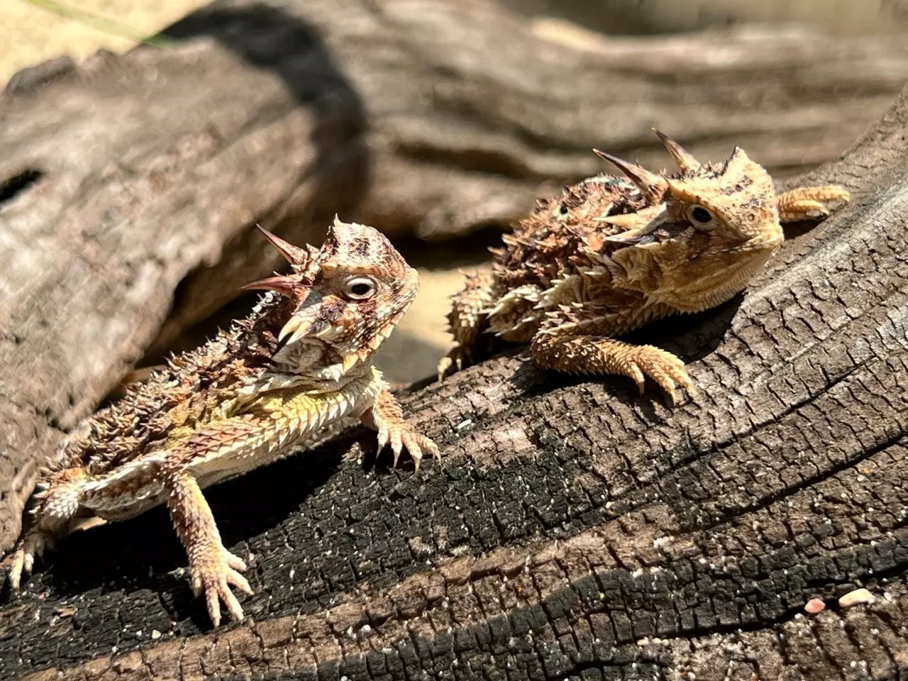 Can Iguanas Eat Cabbage: Expert Insights Revealed