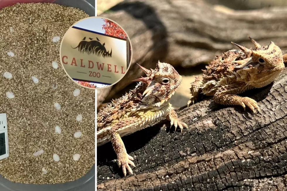 Hatchlings Helping Revive the Texas Horned Lizard From Caldwell Zoo in Tyler Released
