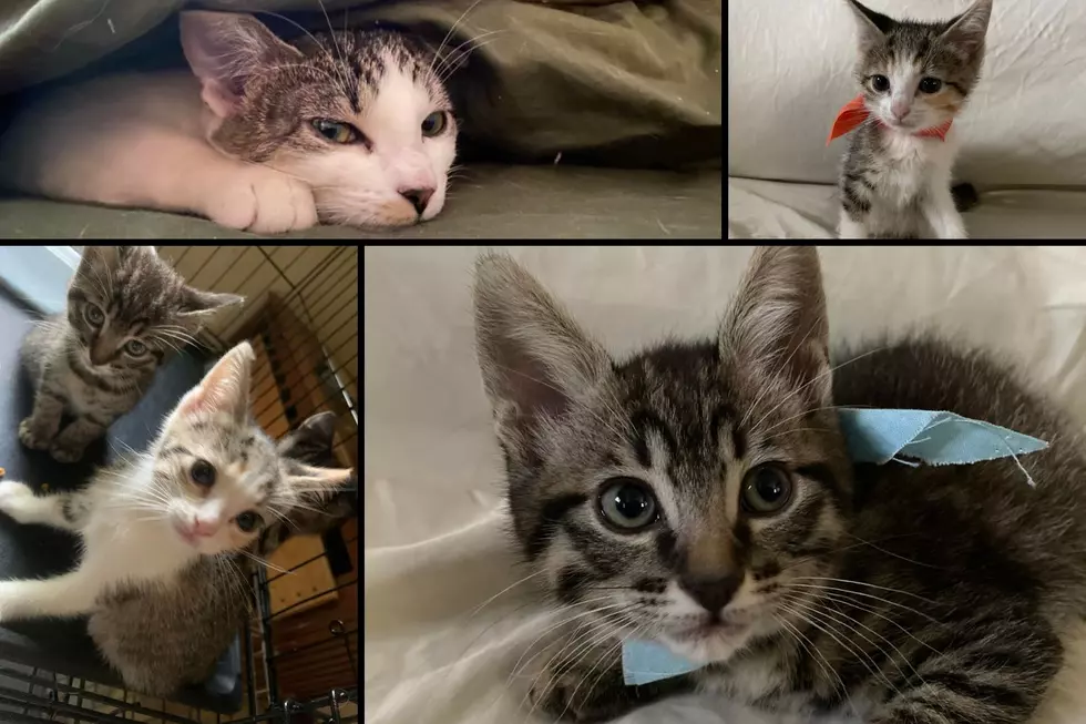Cat Rescue in Texas – Classy Cats