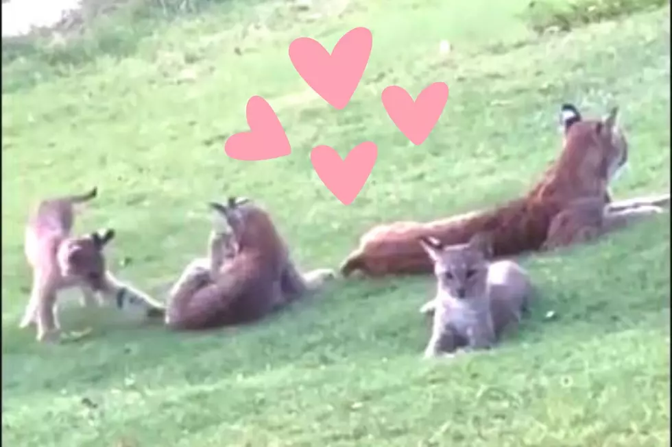 [WATCH] Man Shares Rare Footage of Bobcats Playing at Plano, TX Golf Course