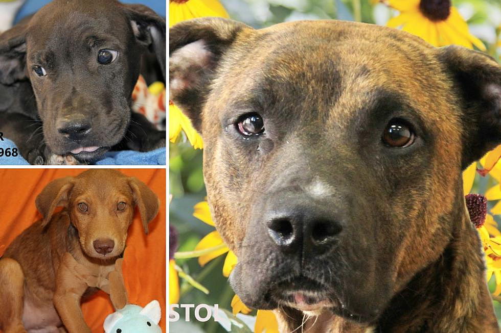 This Weekend Only Adoption Fees Waived for 40 Beautiful Dogs in Tyler, TX