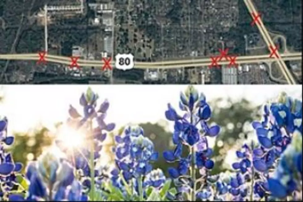 Man Hopes to Make Longview, Texas a New Bluebonnet Capital–Wanna Help?