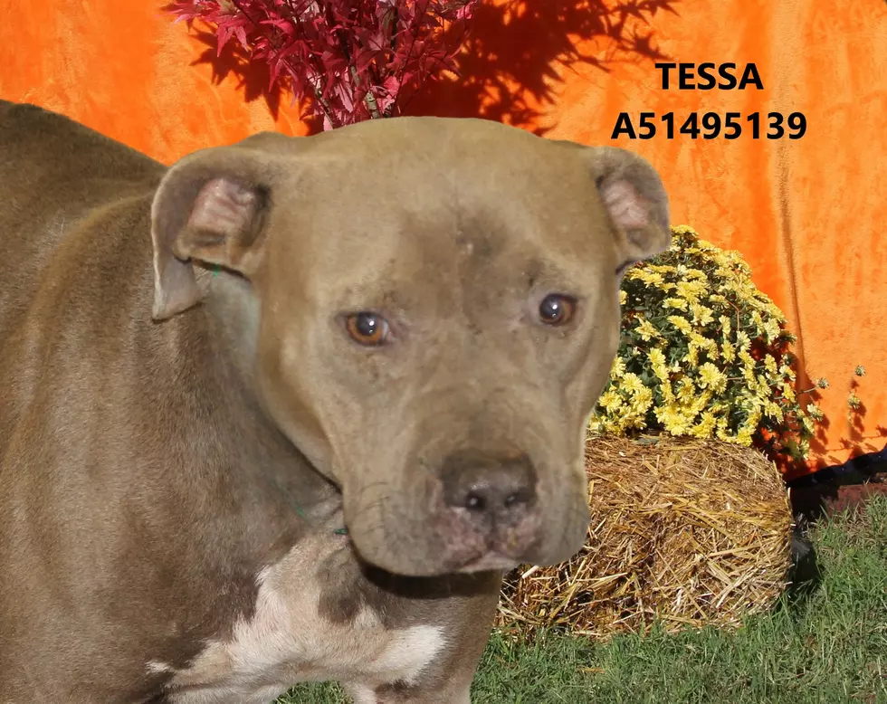 Tessa Available to Adopt or Foster at Smith County Animal Control and Shelter