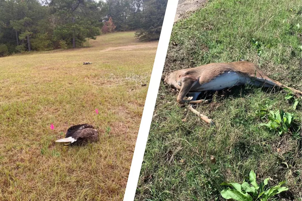 Game Wardens Need Your Help with Who Killed East Texas Wildlife