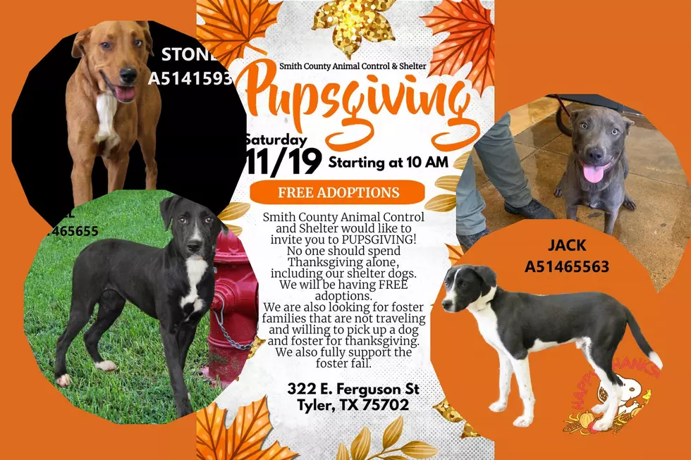 Adopt a Dog for Free or Foster One This Saturday in Tyler, Texas