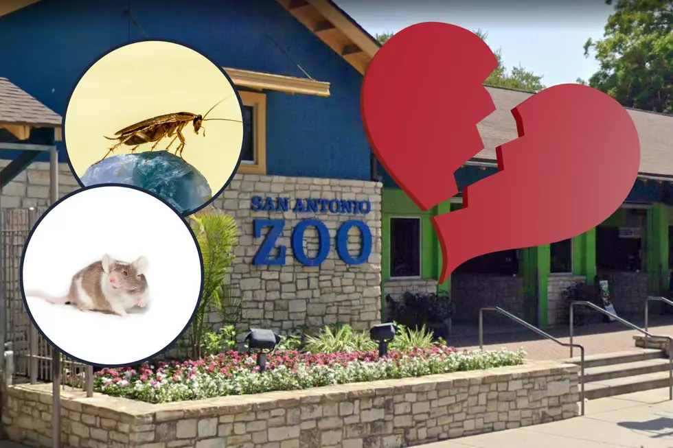 San Antonio Zoo will Name a Cockroach after Your Ex for Valentine’s Day