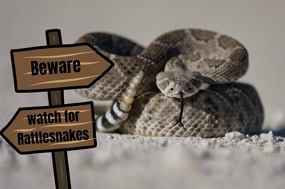 As Temperatures Rise These Texas Rattlesnakes are Coming Out