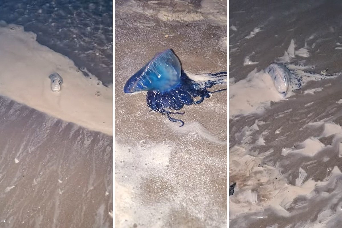 Beware of sting from tiny blue creatures washing up in Texas