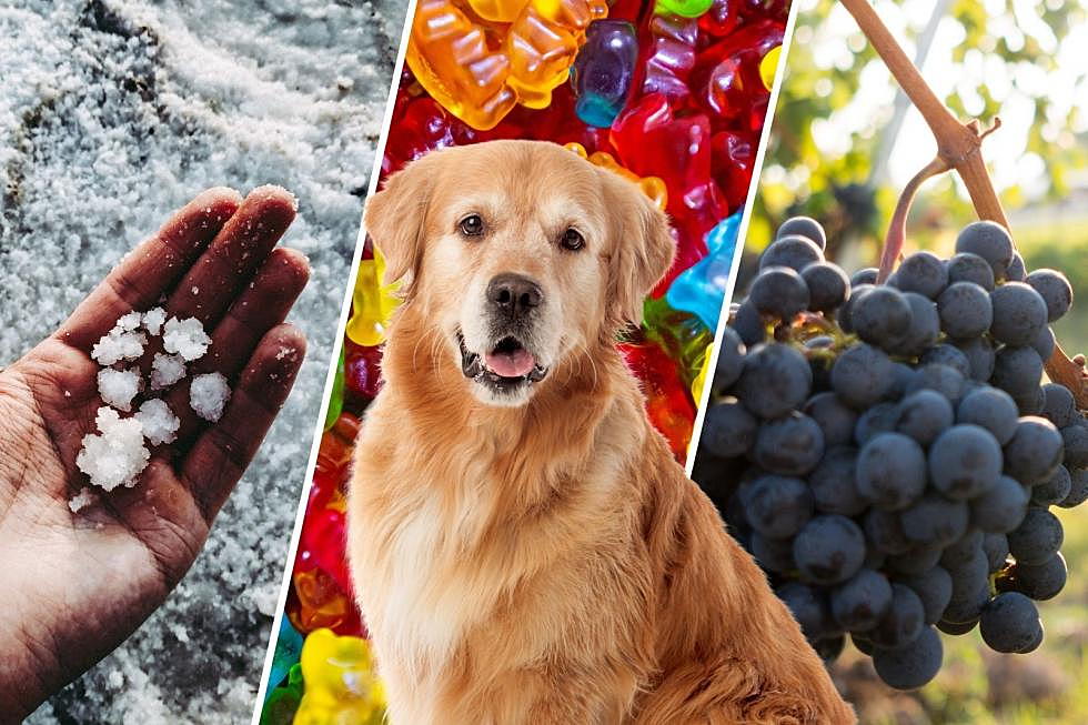 The 7 Human Foods That Can Poison and Kill Your Texas Dog
