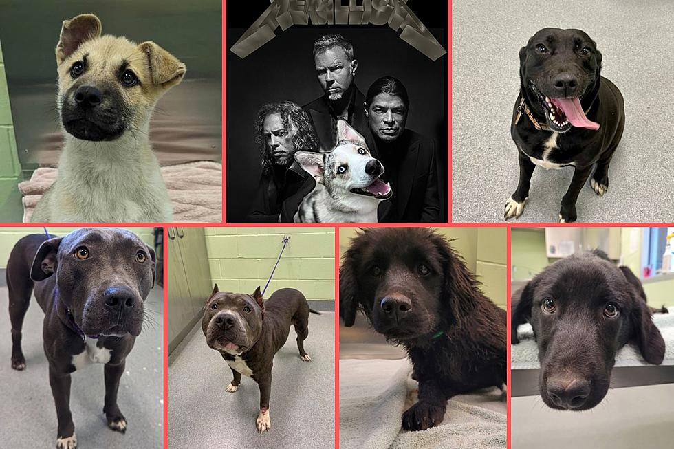 35 Dogs Wanting to Be Adopted and Become Your BFF in Longview, Texas