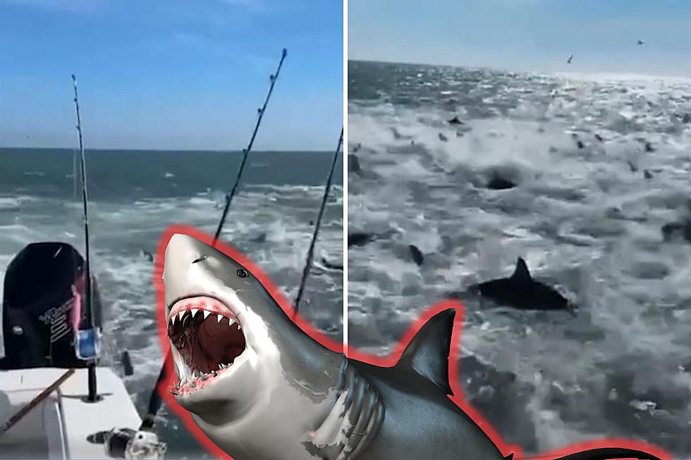 This Shocking Video Caught a Shark Feeding FRENZY Off the Louisiana Coast