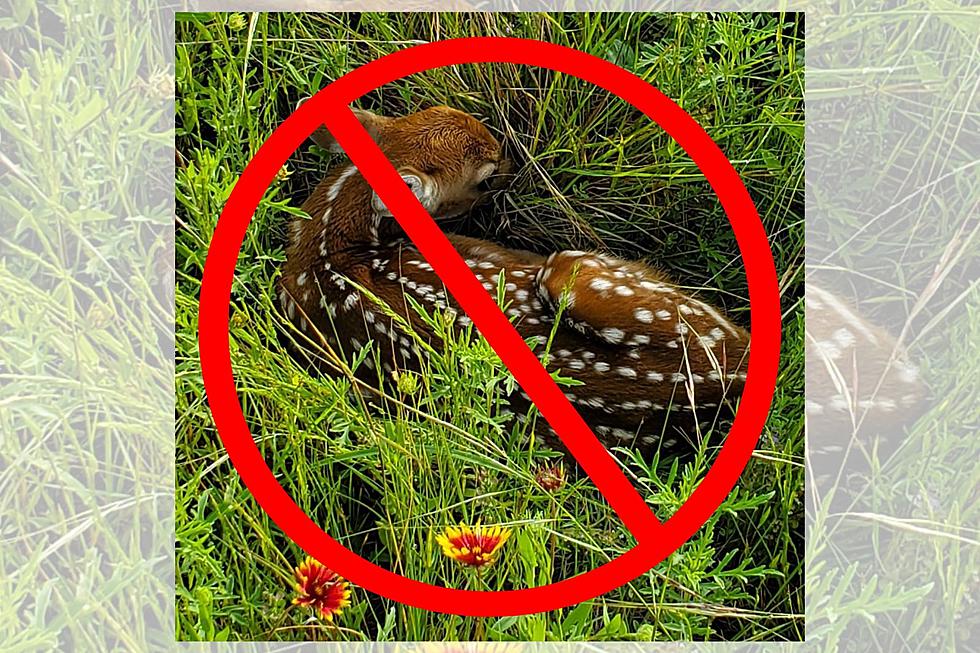 Hey, Texas Newbies, Do Not Rescue Baby Wildlife You May See in Tall Grass
