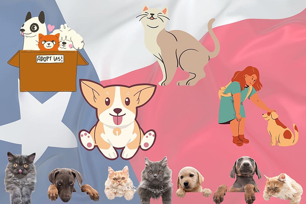 List of 50 Terrific Texas Themed Pet Names for Furry Family Members
