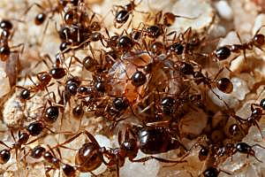 Wanna Destroy Every Damn Fire Ant in Your Texas Yard? Read This