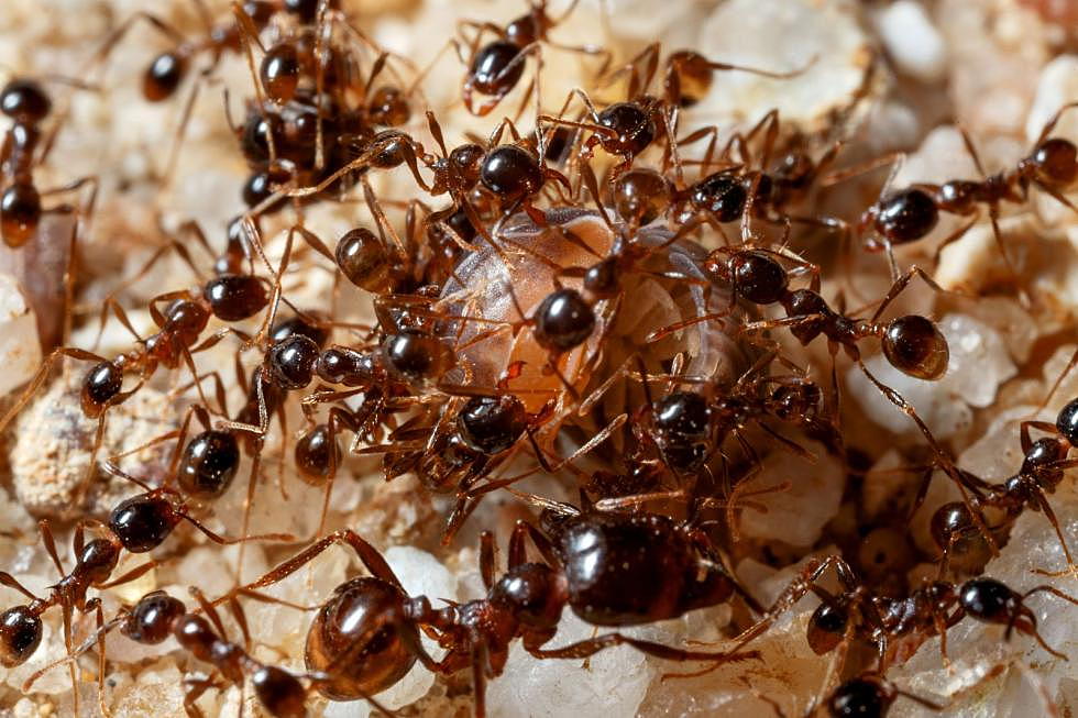 Wanna Destroy Every Damn Fire Ant in Your Texas Yard? Read This