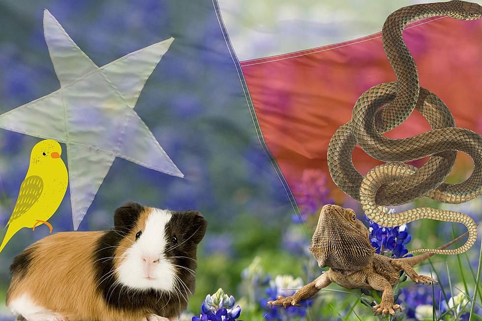 Details on the Most Popular Pet in Texas (Other Than Dogs and Cats)