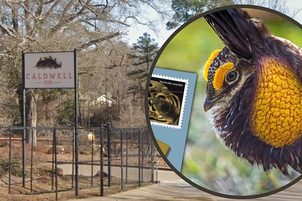 A New Stamp Features an Endangered Species Found at Caldwell Zoo in Tyler, Texas