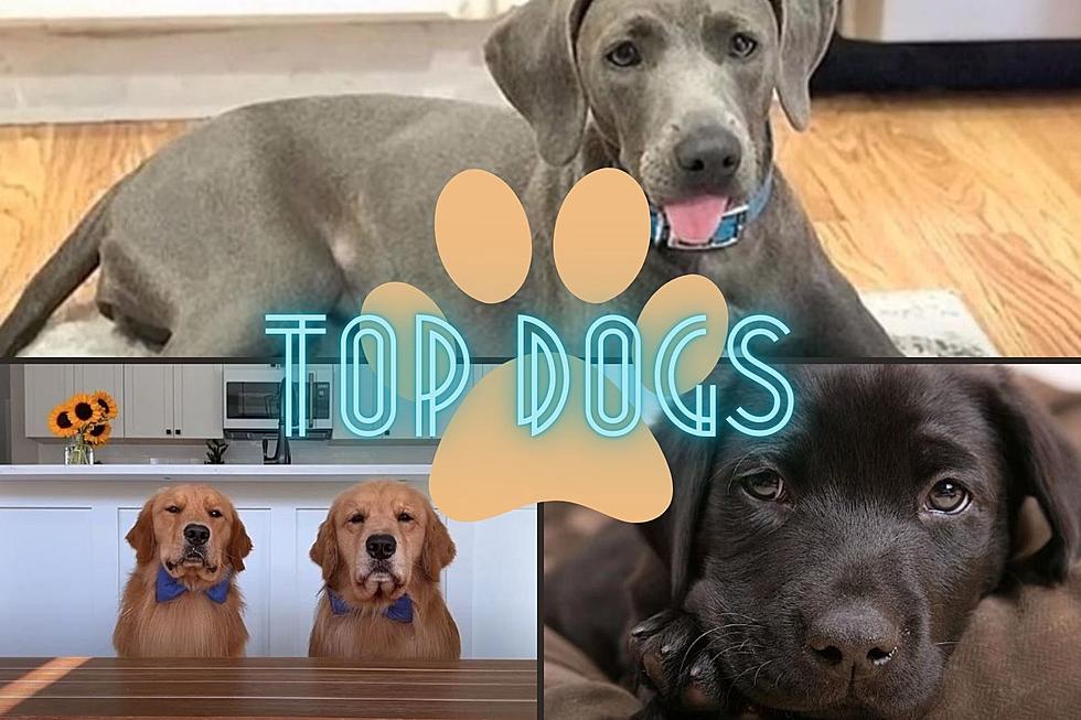 These are the 5 Most Popular Dog Breeds in Texas
