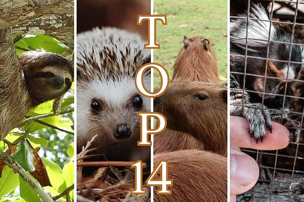 The Top 14 Exotic Animals That You Can Legally Own in Texas