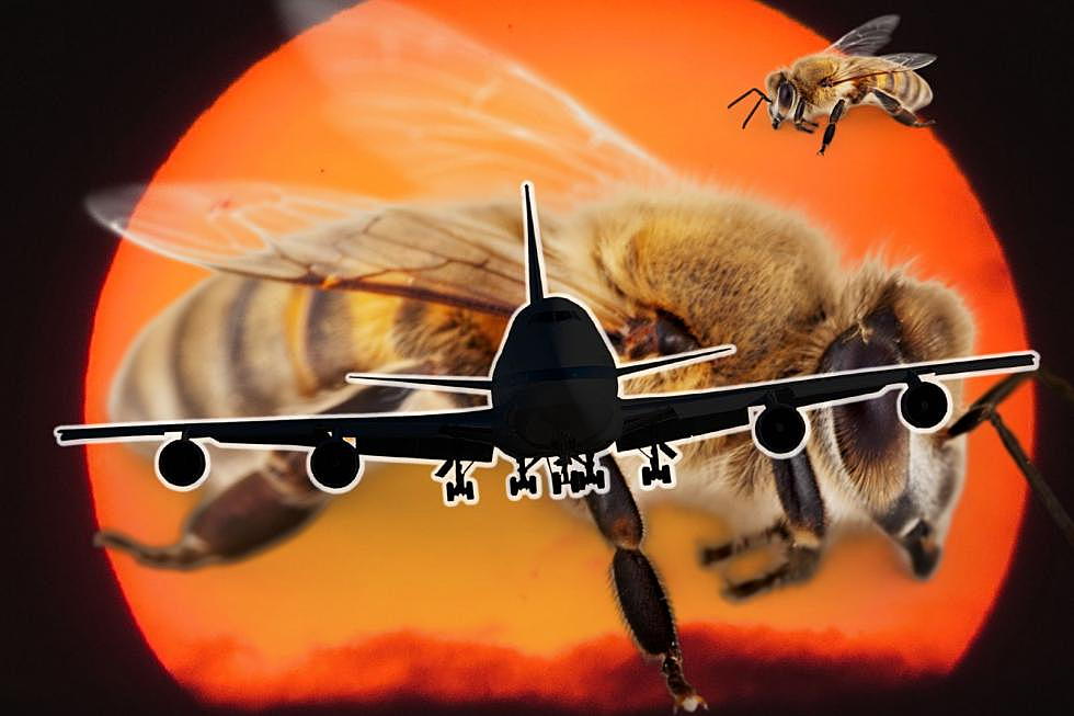 Thousands of Bees Delay a Houston Flight, Funny Lady Live Tweets