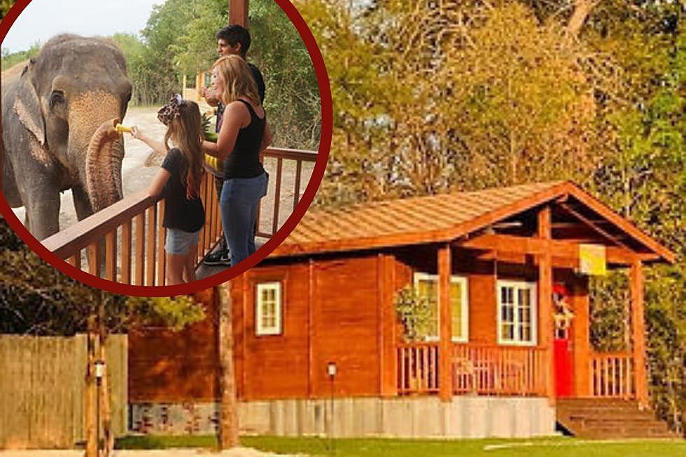Rent a Cabin at this Beautiful Elephant Sanctuary, Two Hours from Tyler, TX