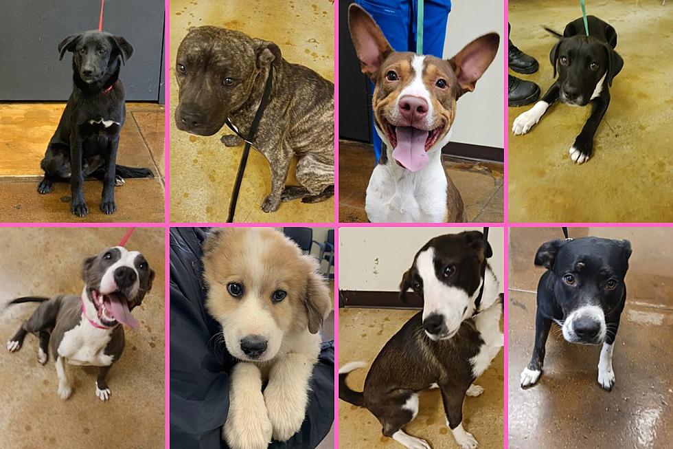 56 Adoptable Dogs in Tyler, Texas Are Waiting to Go Home With You