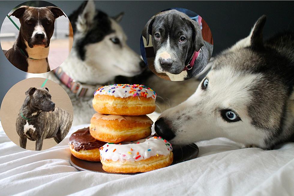 Free Donuts and Dog Adoptions in Tyler, TX This Weekend